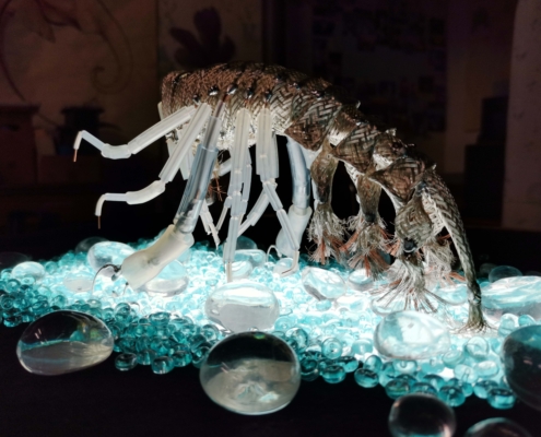 Phronima part3