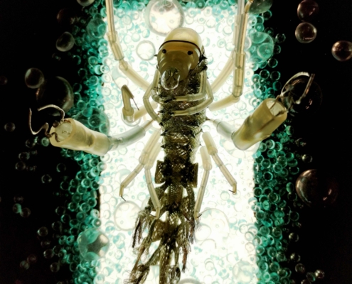 Phronima part7